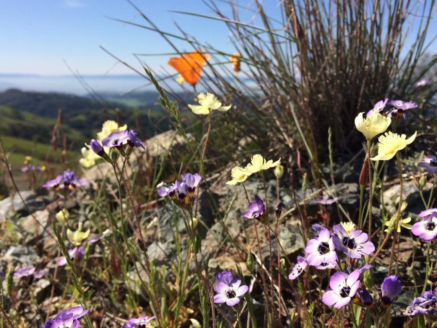 wildflower tour santa clara county parks and recreation